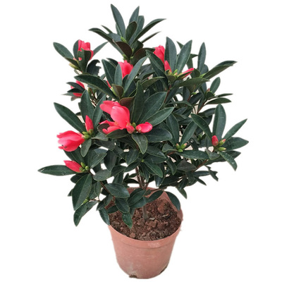 绿植杜鹃四季客厅阳台茶花盆栽