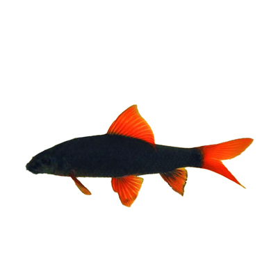 热带鱼清道夫清道夫活体彩虹鲨