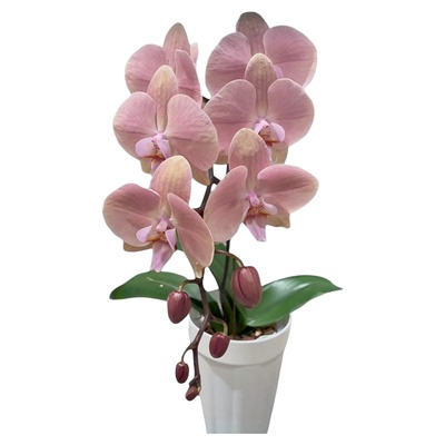 稀有品种：罗马 3寸双抽梗苗