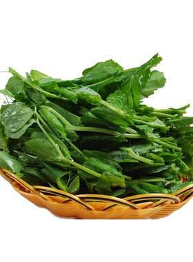芽苗菜种子四季荷兰豆无须豌豆尖