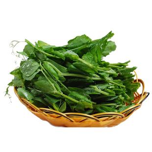 无须豌豆苗种籽豌豆种籽尖芽苗菜种子四季蔬菜秋冬季荷兰豆菜籽