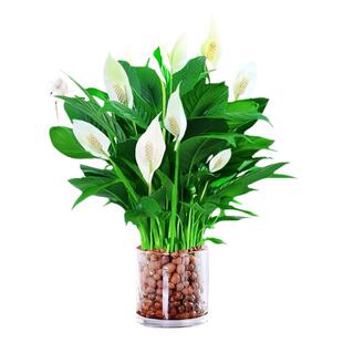 一帆风顺白掌水培植物绿植盆栽绿箩植物室内净空气花卉红掌发财树