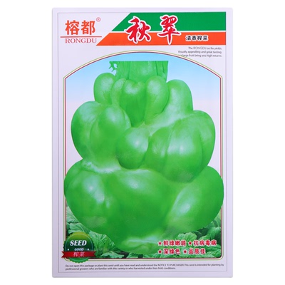 特大榨菜种子高产脆嫩腌制咸菜