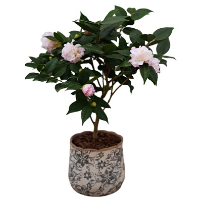 山茶花香奈儿香妃花期长好养