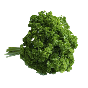 【槿馐】荷兰芹500g新鲜香芹菜 番茜 洋芫荽番荽西餐摆盘装饰