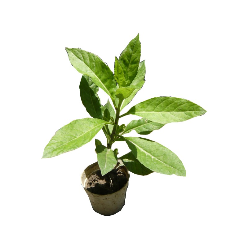 明月草叶苗血糖草血压草金鸡毛草白子菜片仔癀草白背天葵干叶茶