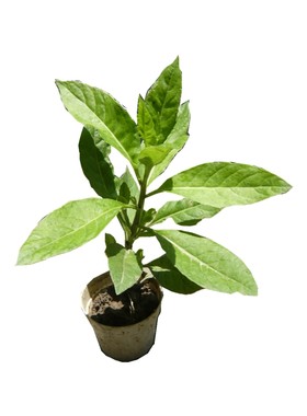 明月草降糖草降压草白子菜干叶茶