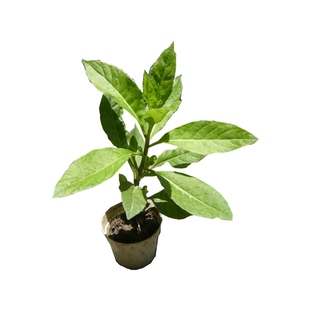 明月草叶苗血糖草血压草金鸡毛草白子菜片仔癀草白背天葵干叶茶