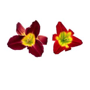 绿化大花萱草忘忧草宿根耐寒金娃娃萱草花苗地被庭院阳台盆栽花卉