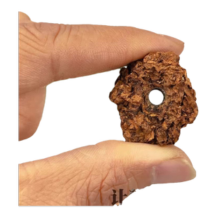 新品打孔虫瘿果颗粒果实木天蓼猫薄荷磨牙清口气互动猫咪自嗨玩具