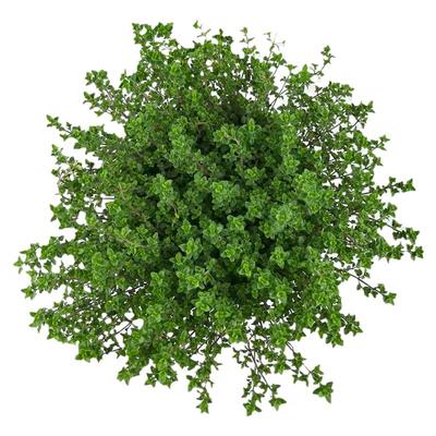 百里香盆栽新鲜百里香叶可食用西餐香料室外露天庭院植物百里香苗