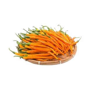 黄贡椒苗小辣椒种苗黄贡椒线椒种籽四季春季盆栽高产超辣蔬菜种孑