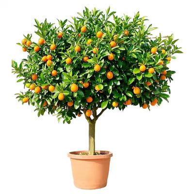 爆款热销1万+脆皮金桔树苗带果