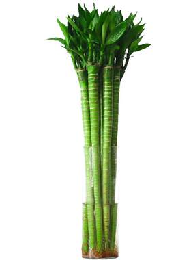 文昌竹龙竹4支带根水养富贵转运竹节节高水培植物室内客厅植物