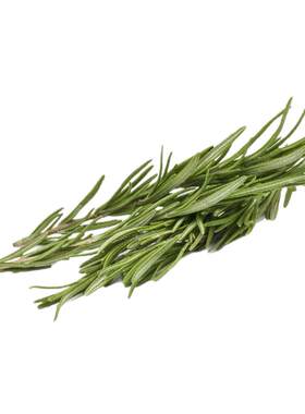 【沁蕊】新鲜迷迭香新鲜蔬菜香草