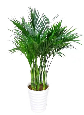 袖珍椰子盆栽富贵椰子绿植盆栽懒人 植物花卉盆景花卉好养植物