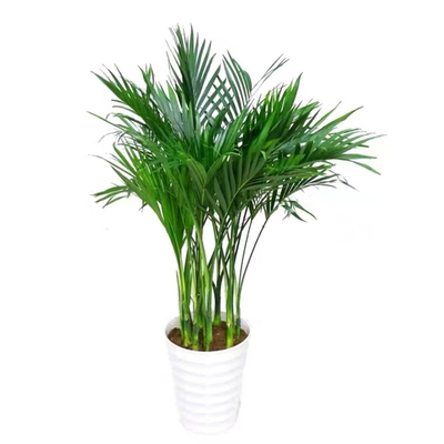 好养大型散尾葵凤尾竹盆栽绿植富贵竹文竹金钱树盆景净化空气