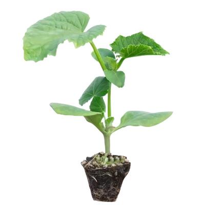 武汉红菜苔秧苗湖北种孑南子