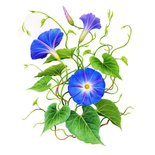 爬藤牵牛花种子碗公花朝颜喇叭花籽长花期阳台盆栽易种春季播