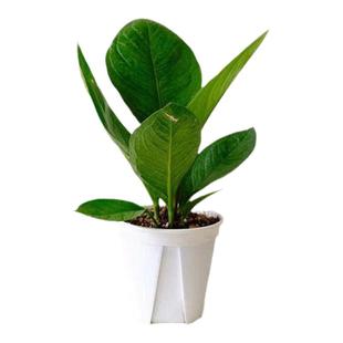 新品种聚宝盆鸟巢花烛绿植盆栽花卉办公室内桌面开业客厅植物观叶