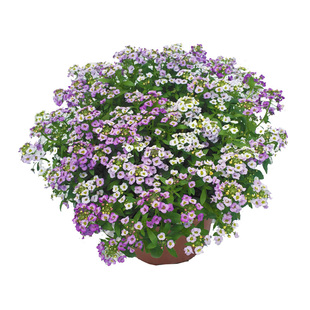 矮生花卉长不高草坪花多年生庭院小区乡村室外花籽春秋香雪球种子