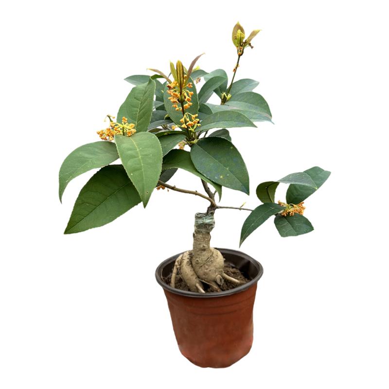 老桩桂花嫁接红色四季开绿植