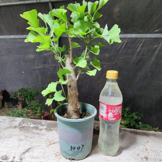 银杏树苗盆景造型老桩矮霸庭院种办公室花卉盆栽植物室内易活四季