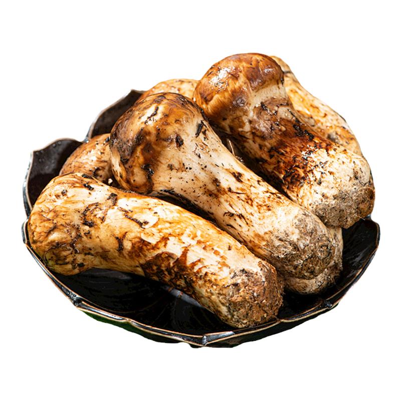 2026年新鲜野生松茸新鲜野生菌现挖现发鲜松茸雅江特级顺丰空运