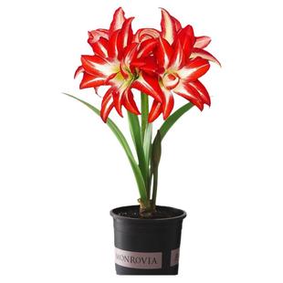 重瓣朱顶红种球大球花卉当年开花植物盆栽净化空气新手花卉包成活