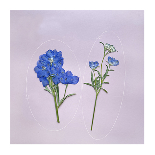 干花压花 千鸟花飞燕花植物标本滴胶杯垫押花团扇自制相框diy贴画