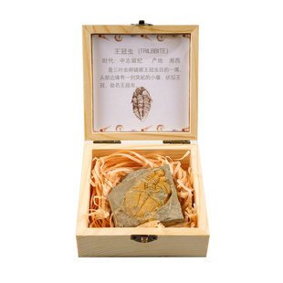 三叶虫古生物化石原石标本盒天然矿石奇石石头小摆件生日礼物宝石