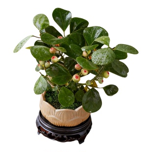 中式禅意 观心菩提桌面盆栽带果发货室内绿植花卉菩提树好养盆景