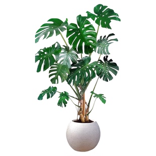 老桩龟背竹客厅大盆栽提根大叶客厅室内大型植物开背巨型绿植好养