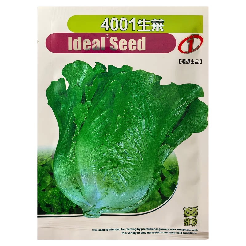 意大利生菜种子四季种籽耐热寒冬季盆栽阳台甜脆易种高产耐抽薹