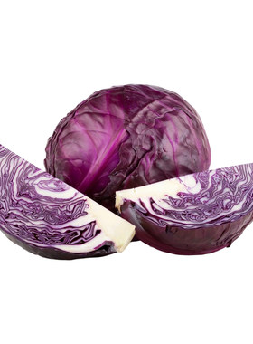 有机紫甘蓝农场现摘新鲜紫包生菜