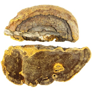 长白山野生金边桑黄杨树黄