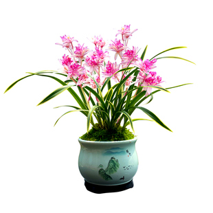 金边矮种兰花苗千焰牡丹室内植物奇花四季建兰花卉夏带花苞带盆