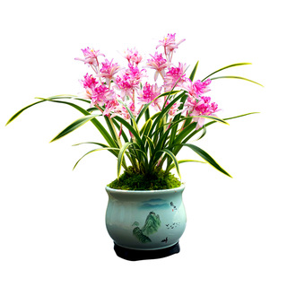 金边矮种兰花苗千焰牡丹室内植物奇花四季建兰花卉夏带花苞带盆