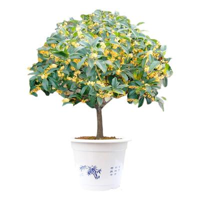 桂花盆栽树苗开花植物