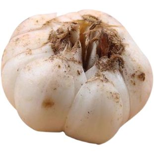 东北可食用百合种球带花带根种苗百合籽新鲜卷丹百合种球四季可种