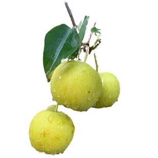 梨树果苗嫁接果树特大秋月梨黄金梨丰水梨红啤梨地栽盆栽当年结果