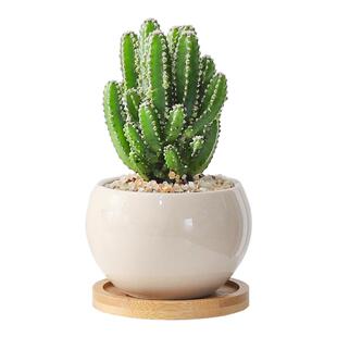 仙人掌多肉盆栽办公室工位植物客厅书房室内耐旱好养花卉桌面绿植