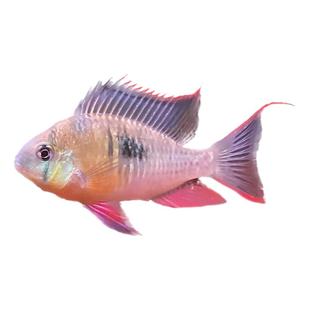 玻利维亚凤凰袖珍蝴蝶鲷南美鱼底层短鲷鱼草缸小型热带观赏鱼淡水