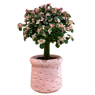 棒棒糖老桩金枝玉叶盆栽耐旱多肉办公室桌面花卉绿植四季好养植物