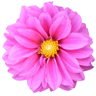 小丽花种子混色地瓜花室外庭院室内阳台盆栽多年生四季种易活花籽