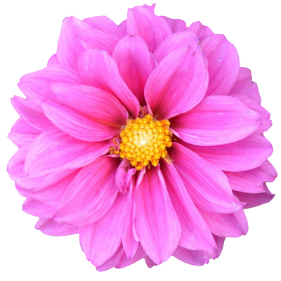 混色庭院室内四季种易活小丽花