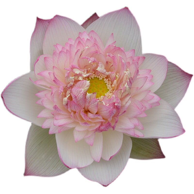【雨落花台】中大型重瓣精品荷花