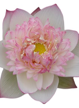 【雨落花台】中大型重瓣精品荷花
