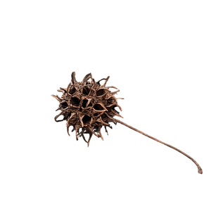 天然北美枫香路路通覃树植物干果标本装饰摆件手工标本带刺果