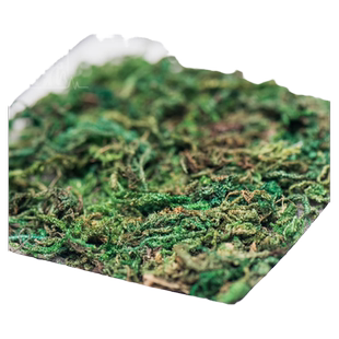 知根 仿真保湿干青苔 植物背景墙装饰配材 插花干苔藓盆栽装饰
